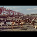 Helen of Troy&nbsp;(1956)