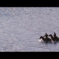 Open Range frame&nbsp;#00157