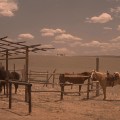 The Last Outlaw&nbsp;(1993)