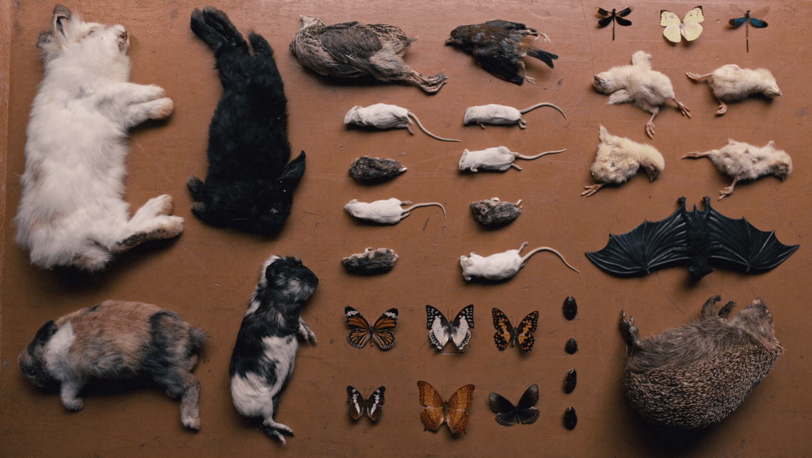 The End of the Fucking World frame grabs