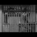 Jailhouse Rock frame&nbsp;#00080