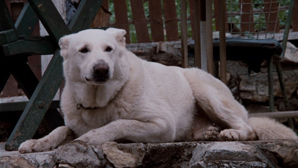 A white dog lying on a stone surface with a rustic background of wooden structures and green foliage.