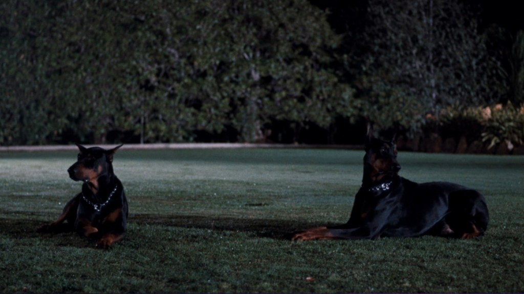 Two Doberman dogs lying on a green lawn at night.