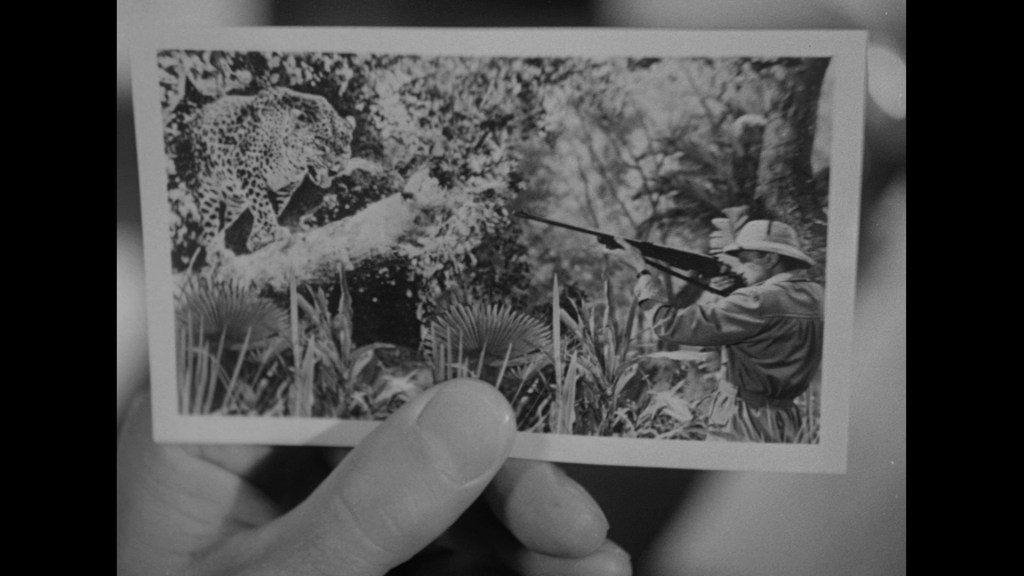 A hand holding a vintage black and white photograph depicting a leopard on a branch, with a person aiming a rifle at it in a lush jungle setting.