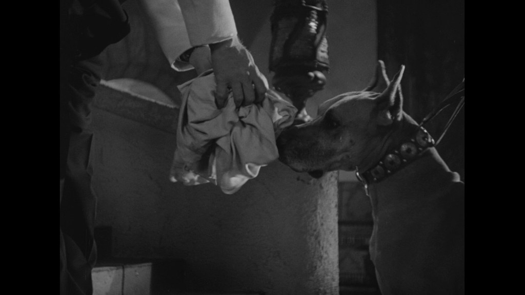 A person holding a cloth near a dog's nose, inside a dimly lit interior.